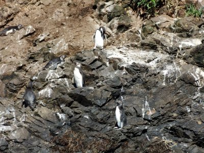 Humbolt Penguins (Magellanic one up high)