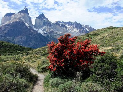 A Fire Bush in the foreground of the Paine massif