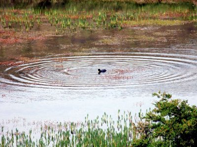 A Tagua (red-gartered coot) within concentric circles