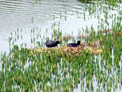 Nesting Taguas (red-gartered coot)