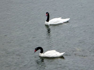 Black-necked Swans