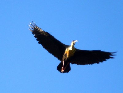 Ibis in flight