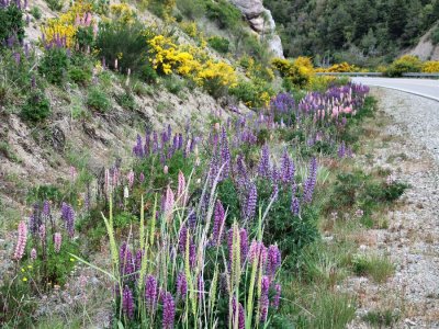 Springtime in Patagonia means lots of wildflowers along the road