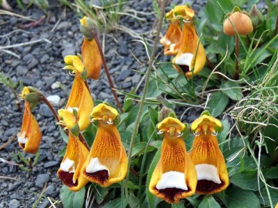 The Flora of Patagonia