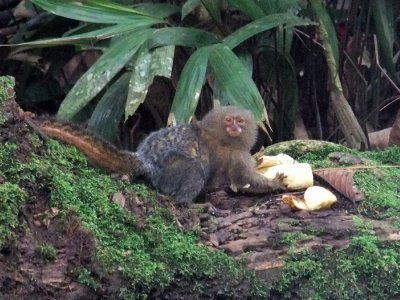 Pygmy Marmoset or Pocket Monket