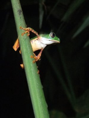 Wildlife of the Amazon