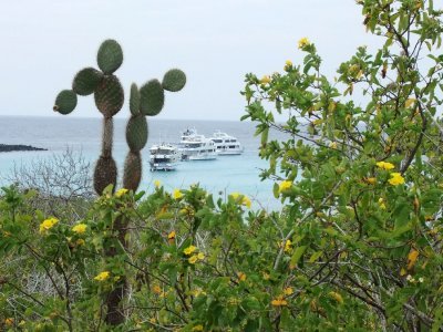 A view of the cruise boats at Santa Fe Island