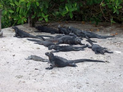 Galapagos Marine Iguana - Santa Cruz Island