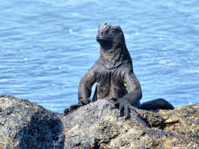 The Marine Iguanas