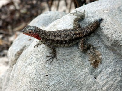 Lost his tail