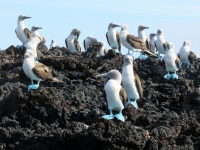 The Blue-footed Boobie