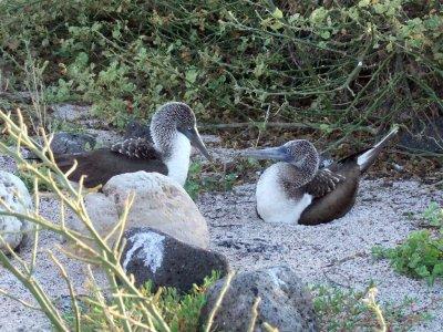 The breeding grounds of the Blue-footed Boobie