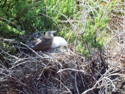 A 6-week old with its mother