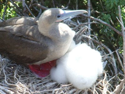 The Red-footed Boobie