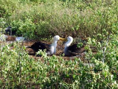 The mating ritual of the Waved Albatross