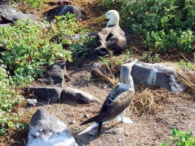 The Waved Albatross and the Blue-footed Boobie sharing the same breeding grounds