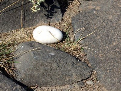 An abandoned Albatross egg