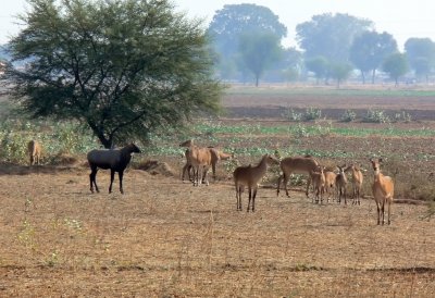 A Herd of Nilgai  (largest of the Asian Antelope family)