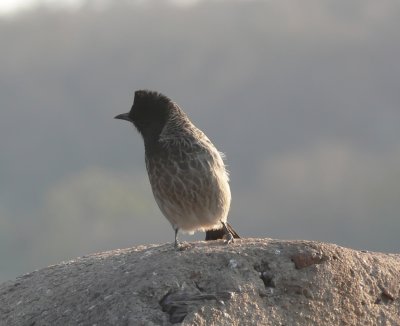 A Bulbul