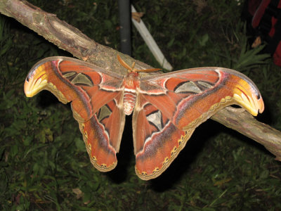 Attacus-atlas.jpg