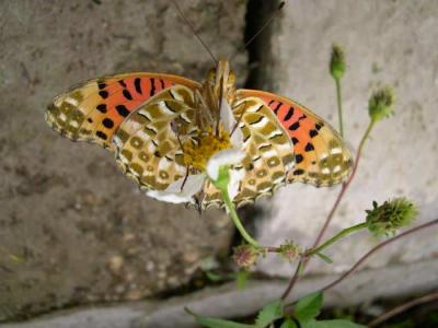 Argyreushyperbius.jpg