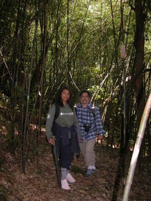 Bamboo forest transect.jpg