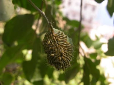 Caterpillars of Delias pasi.jpg