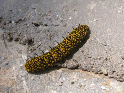 Chilasa slateri larva.jpg