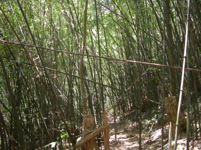 Bamboo forest.jpg