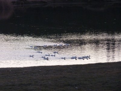 29 Ducks on the Pond.JPG
