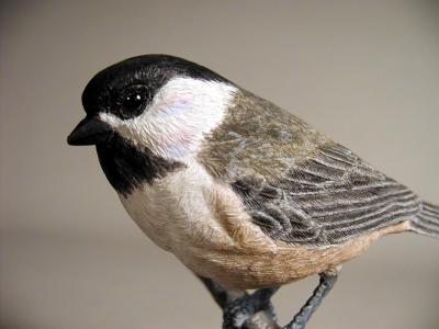 Black Capped Chickadee
