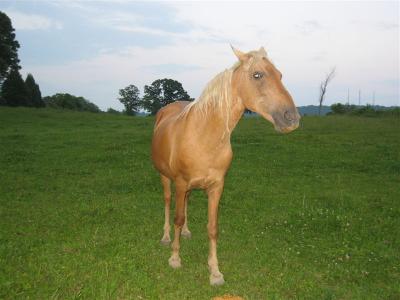 this is Sandy (my horse) watching us to make sure we don't bother her baby