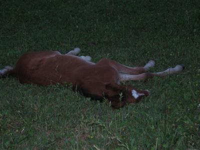 laying down taking a nap