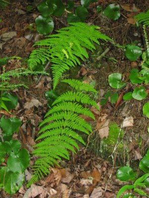 some kind of wild fern