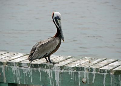 Atlantic Intracoastal Waterway