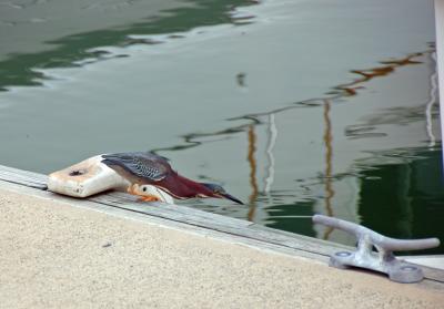Brown Heron