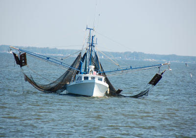 Boats that Shrimp or Fish