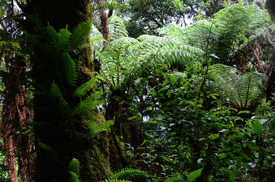 Feb122012_6888 fern forest bolivia.jpg