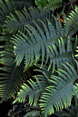 Feb122012_6892 fern forest bolivia.jpg