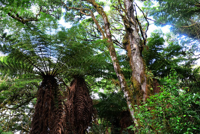 Feb122012_6919 fern forest bolivia.jpg