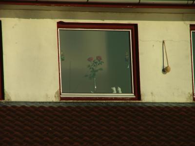 Lonely Roses at Eivindvik