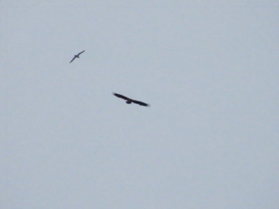 Sea eagle -and a REAL Eagle at Rongesund-rn