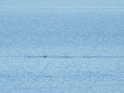 Dolphines by the inlet of Rongesund