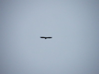 A lonely Eagel at Rongesund