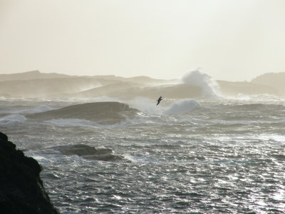A stormy day at Ormhilleren - Rongesund