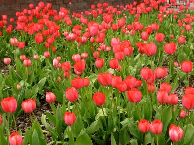 Red Tulips