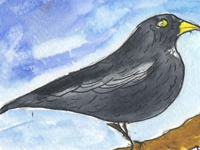 ACEO Blackbird Watercolour, pen and ink