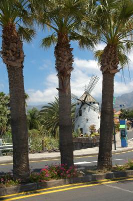 Palm Trees and the Windmill
