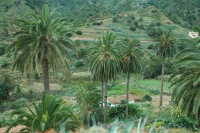 Palm Trees La Gomera