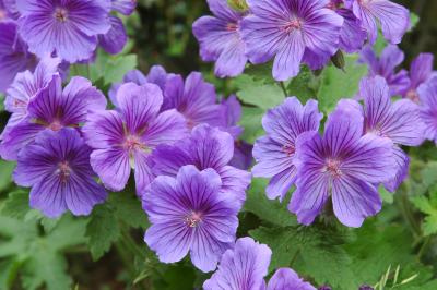 Purple Flowers